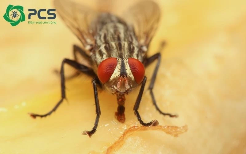 Thuốc diệt ruồi sinh học